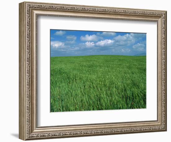 Wheat Fields Near Antequera, Spain-Gary Conner-Framed Photographic Print