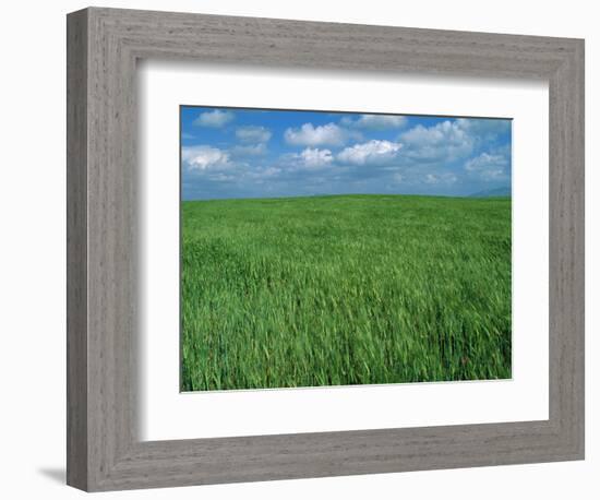 Wheat Fields Near Antequera, Spain-Gary Conner-Framed Photographic Print