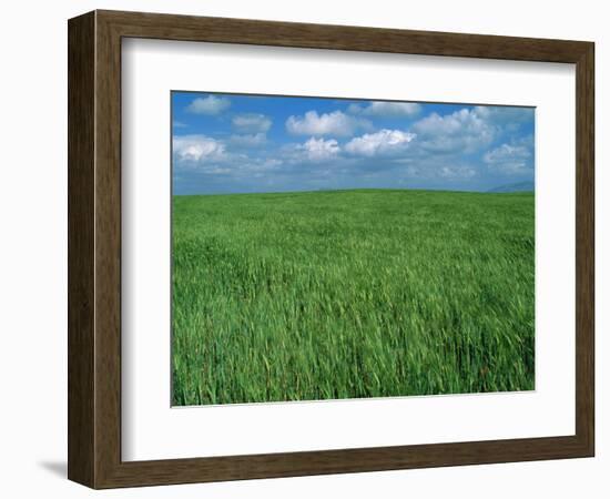 Wheat Fields Near Antequera, Spain-Gary Conner-Framed Photographic Print