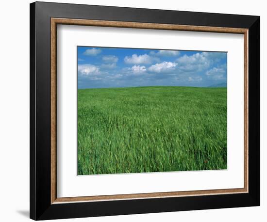 Wheat Fields Near Antequera, Spain-Gary Conner-Framed Photographic Print