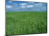 Wheat Fields Near Antequera, Spain-Gary Conner-Mounted Photographic Print