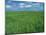 Wheat Fields Near Antequera, Spain-Gary Conner-Mounted Photographic Print