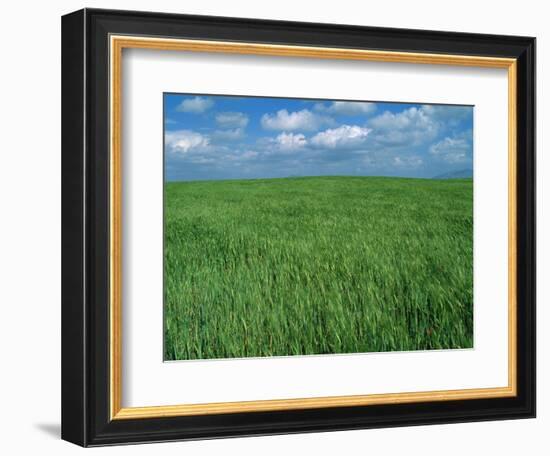 Wheat Fields Near Antequera, Spain-Gary Conner-Framed Photographic Print