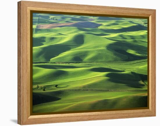 Wheat Fields, Palouse, Steptoe Butte State Park, Whitman County, Washington, USA-Charles Gurche-Framed Premier Image Canvas