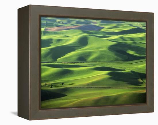 Wheat Fields, Palouse, Steptoe Butte State Park, Whitman County, Washington, USA-Charles Gurche-Framed Premier Image Canvas