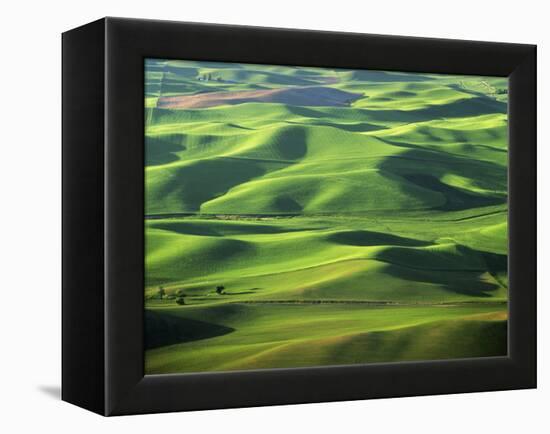 Wheat Fields, Palouse, Steptoe Butte State Park, Whitman County, Washington, USA-Charles Gurche-Framed Premier Image Canvas