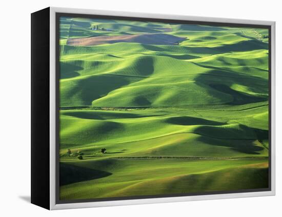 Wheat Fields, Palouse, Steptoe Butte State Park, Whitman County, Washington, USA-Charles Gurche-Framed Premier Image Canvas