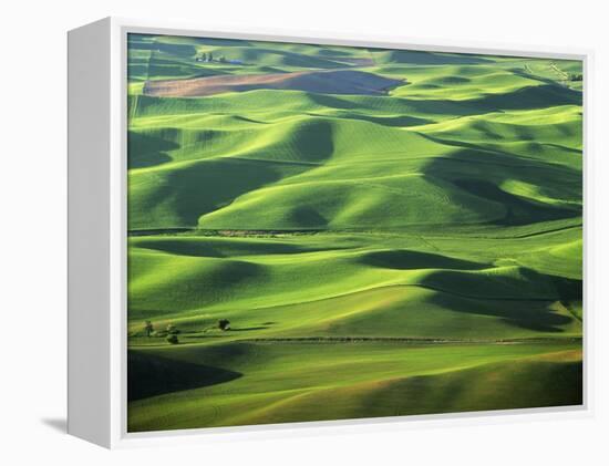 Wheat Fields, Palouse, Steptoe Butte State Park, Whitman County, Washington, USA-Charles Gurche-Framed Premier Image Canvas