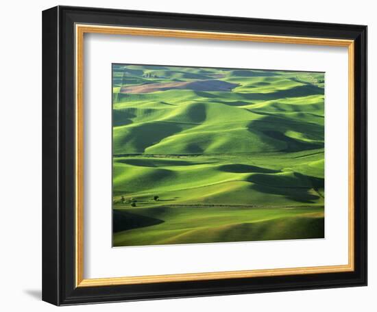 Wheat Fields, Palouse, Steptoe Butte State Park, Whitman County, Washington, USA-Charles Gurche-Framed Photographic Print