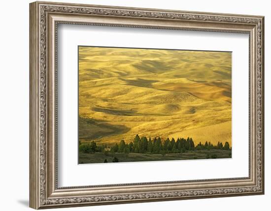 Wheat Fields, Palouse, Whitman County, Washington, USA-Charles Gurche-Framed Photographic Print