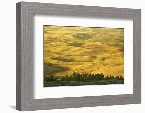 Wheat Fields, Palouse, Whitman County, Washington, USA-Charles Gurche-Framed Photographic Print