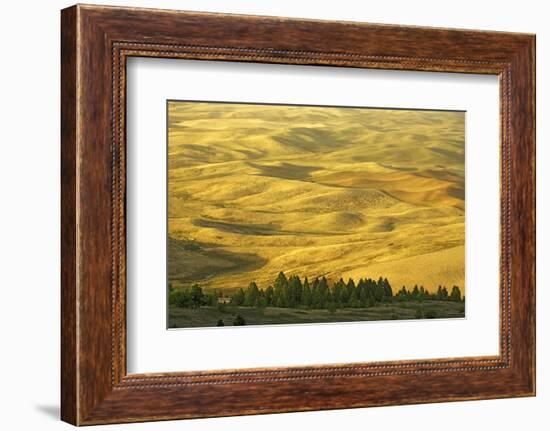 Wheat Fields, Palouse, Whitman County, Washington, USA-Charles Gurche-Framed Photographic Print