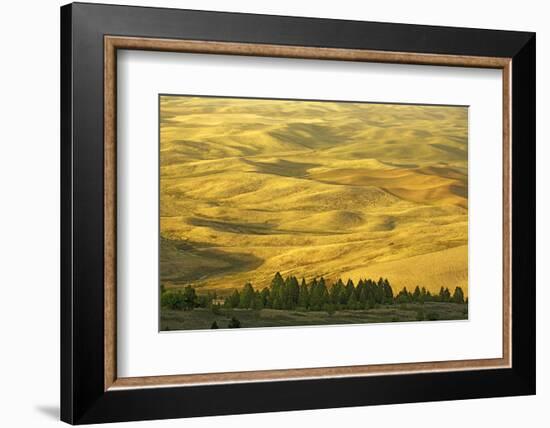 Wheat Fields, Palouse, Whitman County, Washington, USA-Charles Gurche-Framed Photographic Print