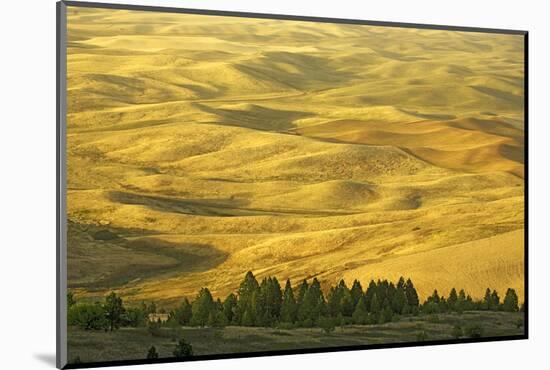 Wheat Fields, Palouse, Whitman County, Washington, USA-Charles Gurche-Mounted Photographic Print