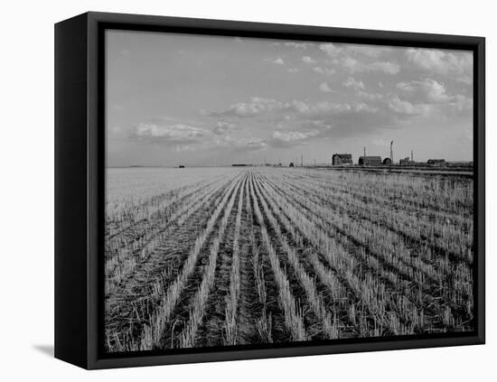 Wheat Fields-Margaret Bourke-White-Framed Premier Image Canvas