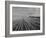 Wheat Fields-Margaret Bourke-White-Framed Photographic Print