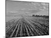 Wheat Fields-Margaret Bourke-White-Mounted Photographic Print