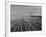 Wheat Fields-Margaret Bourke-White-Framed Photographic Print