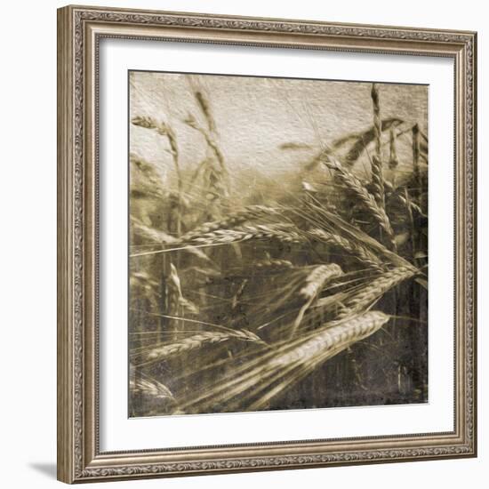 Wheat Fields-Jace Grey-Framed Art Print