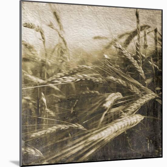 Wheat Fields-Jace Grey-Mounted Art Print