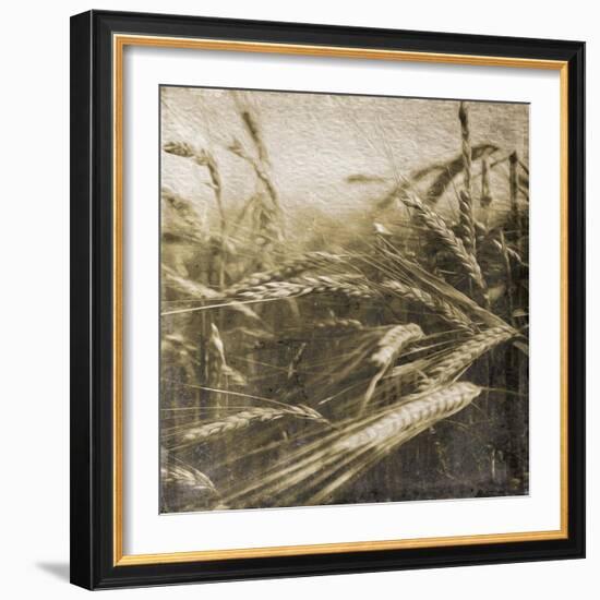 Wheat Fields-Jace Grey-Framed Art Print