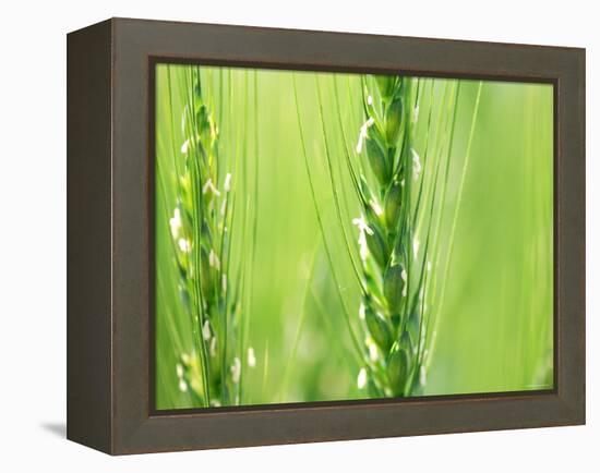 Wheat Flowers-null-Framed Premier Image Canvas