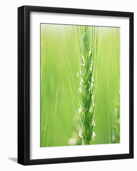 Wheat Flowers-null-Framed Photographic Print