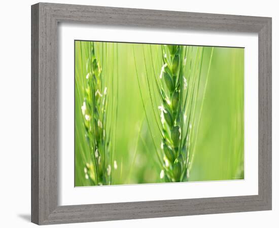 Wheat Flowers-null-Framed Photographic Print