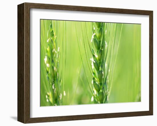 Wheat Flowers-null-Framed Photographic Print