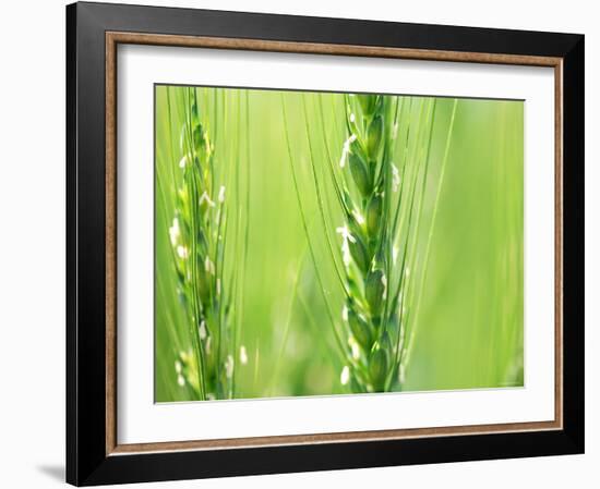 Wheat Flowers-null-Framed Photographic Print