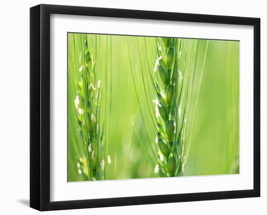 Wheat Flowers-null-Framed Photographic Print