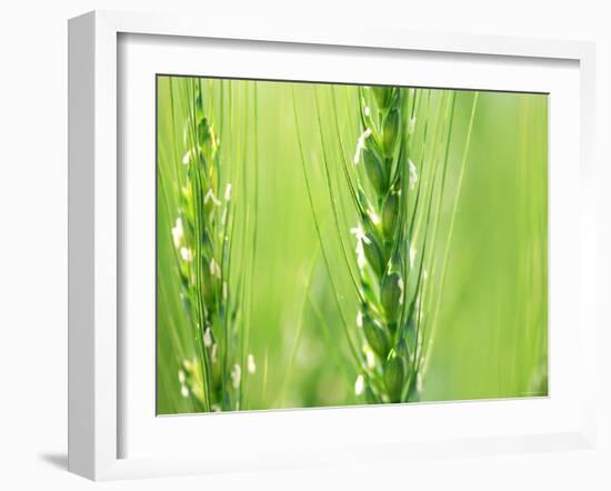 Wheat Flowers-null-Framed Photographic Print