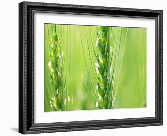 Wheat Flowers-null-Framed Photographic Print