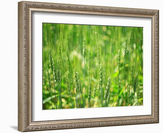 Wheat Flowers-null-Framed Photographic Print