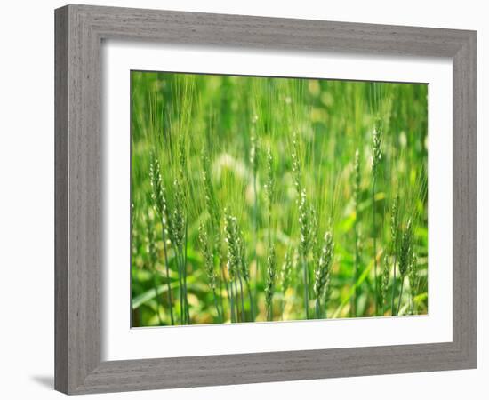 Wheat Flowers-null-Framed Photographic Print