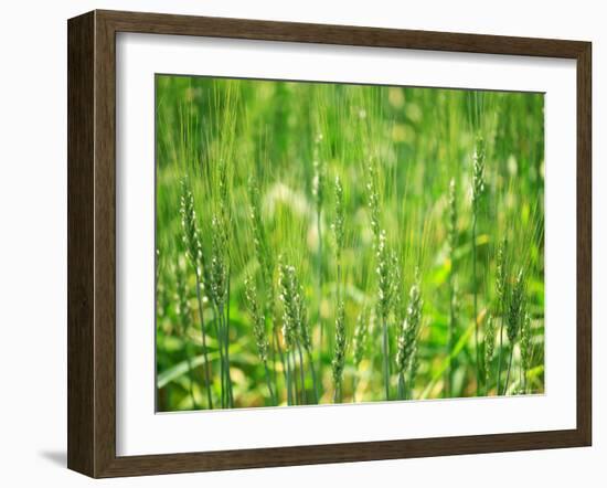 Wheat Flowers-null-Framed Photographic Print