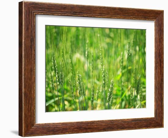 Wheat Flowers-null-Framed Photographic Print