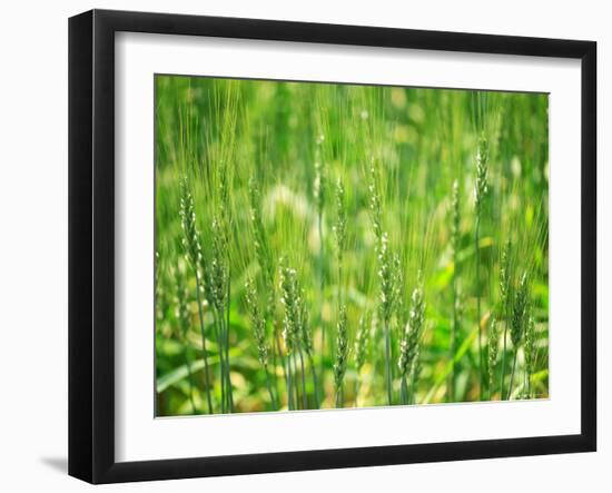 Wheat Flowers-null-Framed Photographic Print