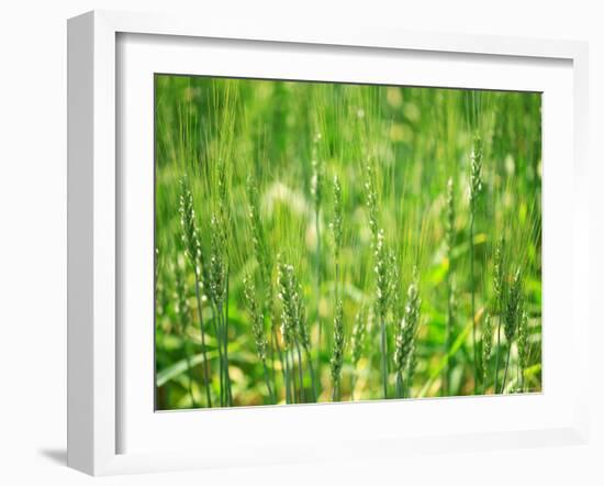 Wheat Flowers-null-Framed Photographic Print