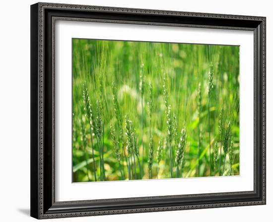 Wheat Flowers-null-Framed Photographic Print