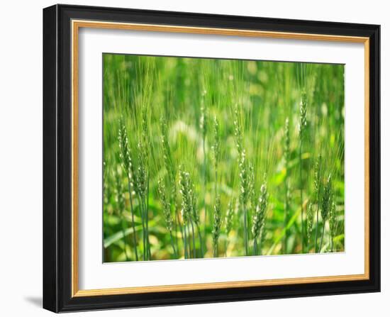 Wheat Flowers-null-Framed Photographic Print