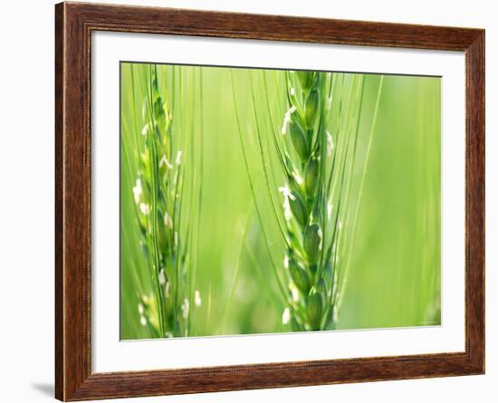 Wheat Flowers-null-Framed Photographic Print