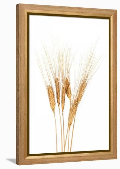 Wheat Plant-Fabio Petroni-Framed Premier Image Canvas