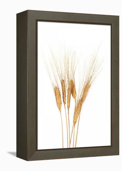 Wheat Plant-Fabio Petroni-Framed Premier Image Canvas