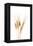 Wheat Plant-Fabio Petroni-Framed Premier Image Canvas