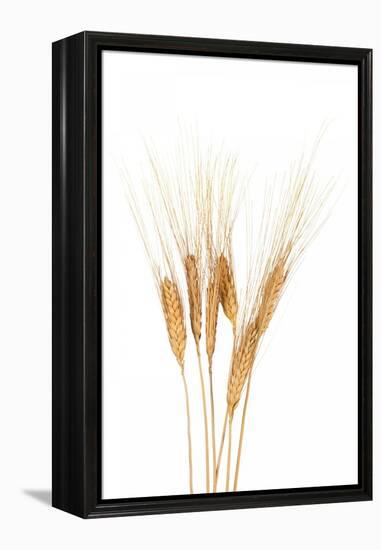 Wheat Plant-Fabio Petroni-Framed Premier Image Canvas