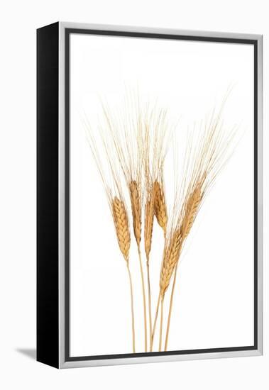 Wheat Plant-Fabio Petroni-Framed Premier Image Canvas