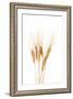 Wheat Plant-Fabio Petroni-Framed Photographic Print