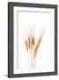 Wheat Plant-Fabio Petroni-Framed Photographic Print