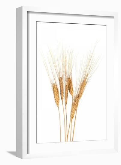 Wheat Plant-Fabio Petroni-Framed Photographic Print